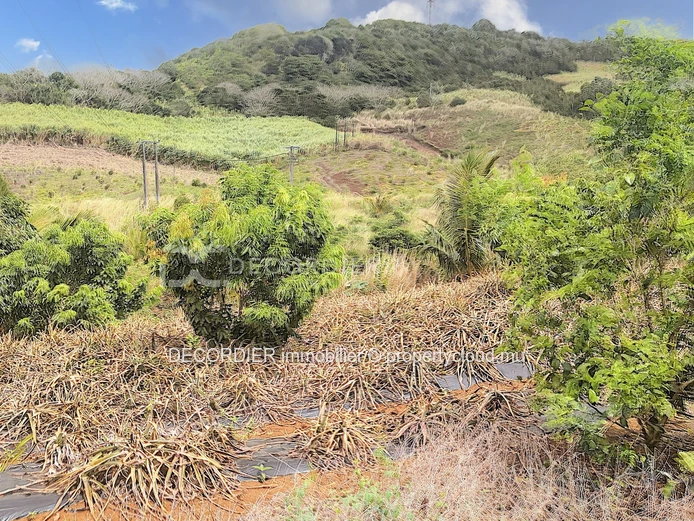 Agricultural land near Savanne river. (Sole Mandate)