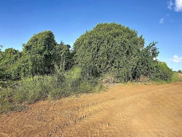 Terrain