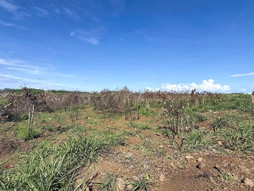Terrain