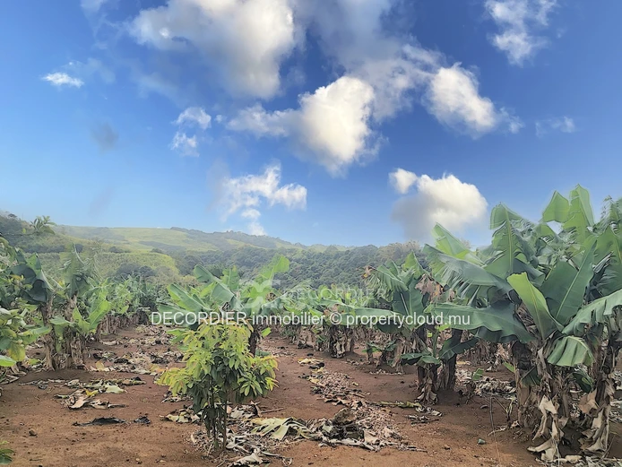 Agricultural land near Savanne river. (Sole Mandate)