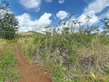 Terrain
